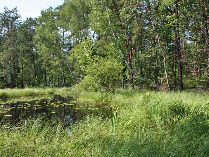 Leśne Apartamenty